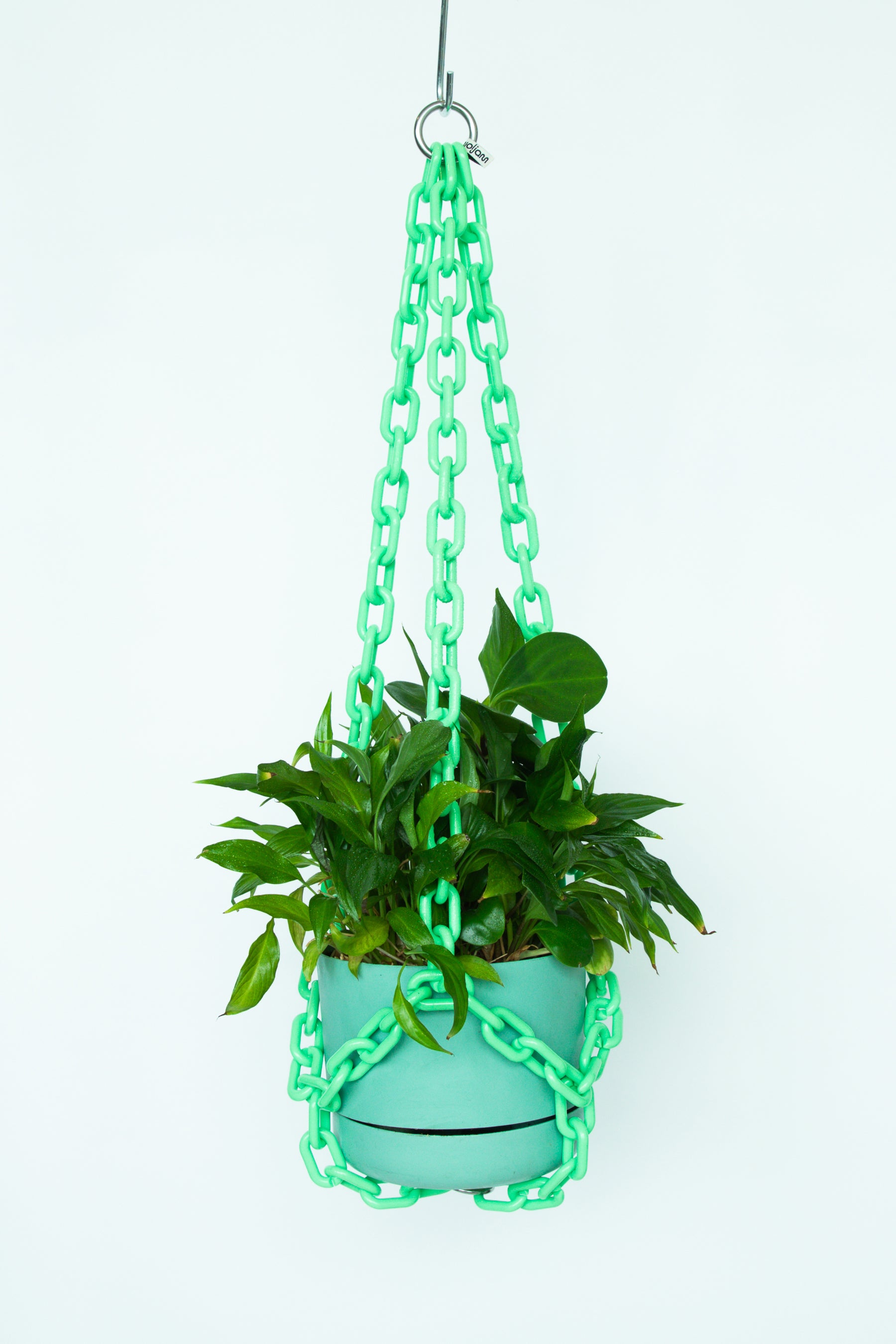 mint hanging planter Mint – woljam