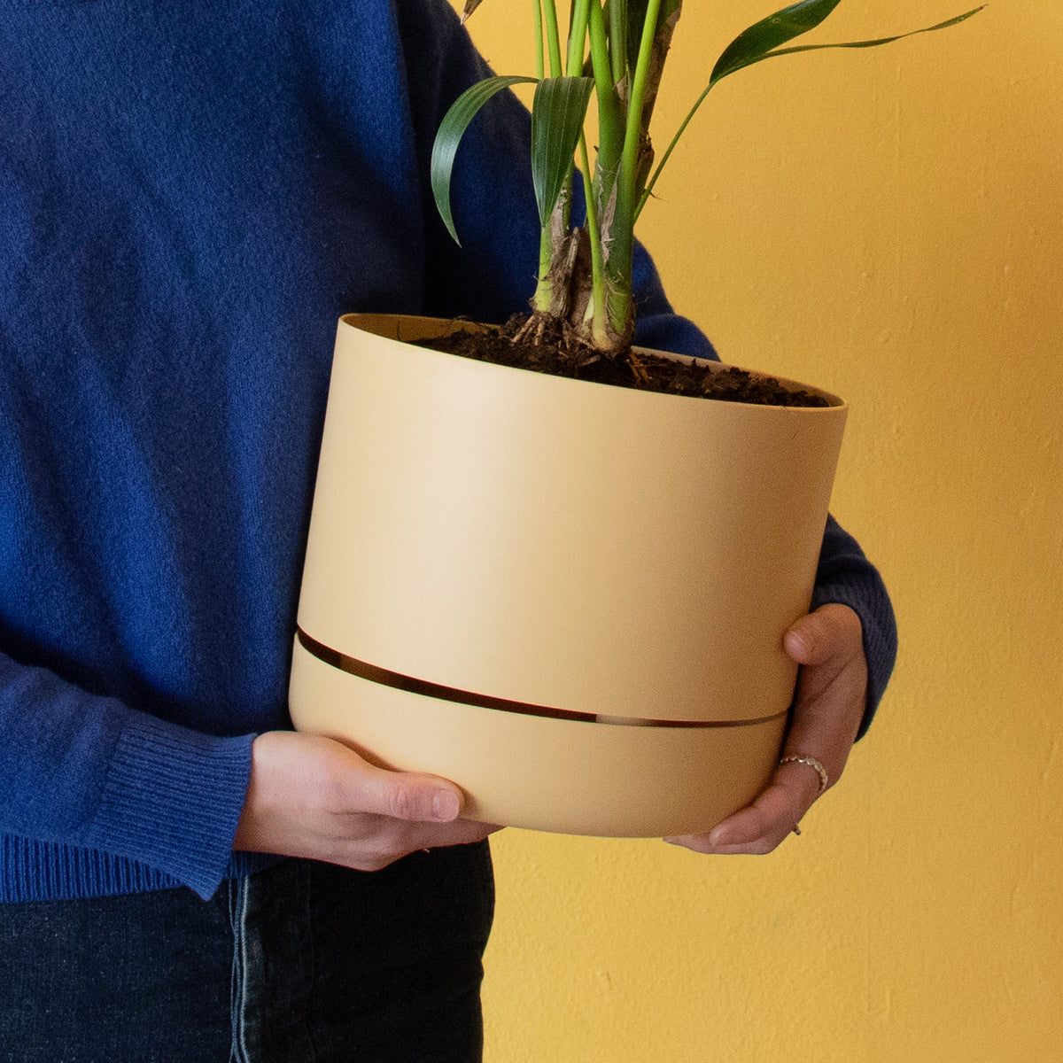 Lemon XL – woljam