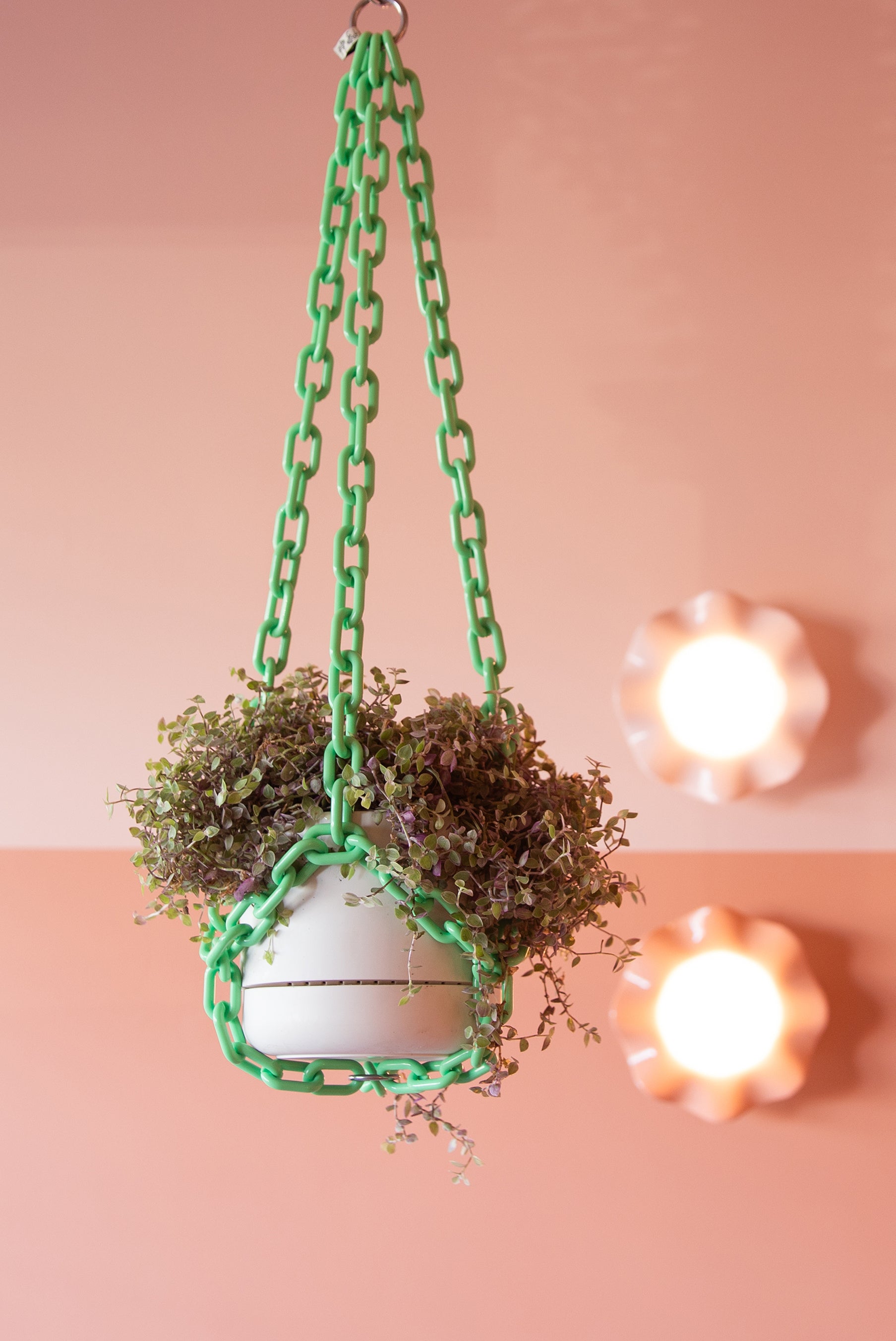 mint hanging planter Mint – woljam